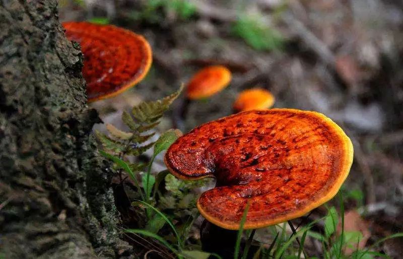 与西兰花相似的东西,什么东西可以代替西蓝花