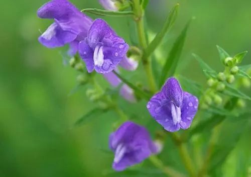 睫毛一定要翘才好看吗,睫毛一定要补吗