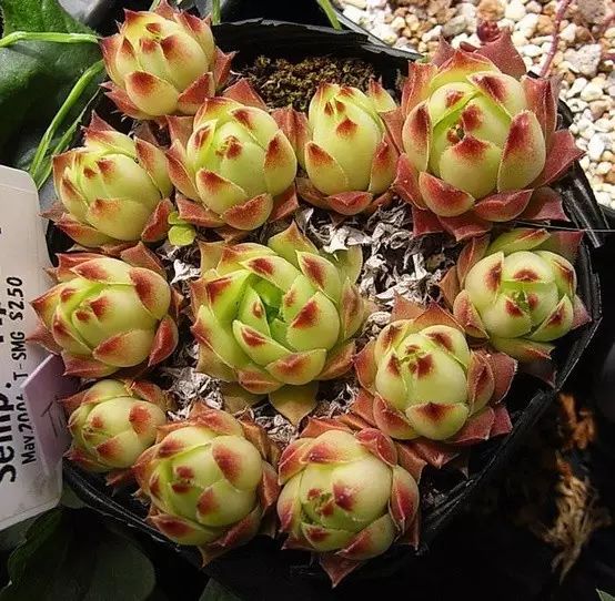 刚种上的多肉开始蔫了怎么回事,还没长好根的多肉怎么度夏