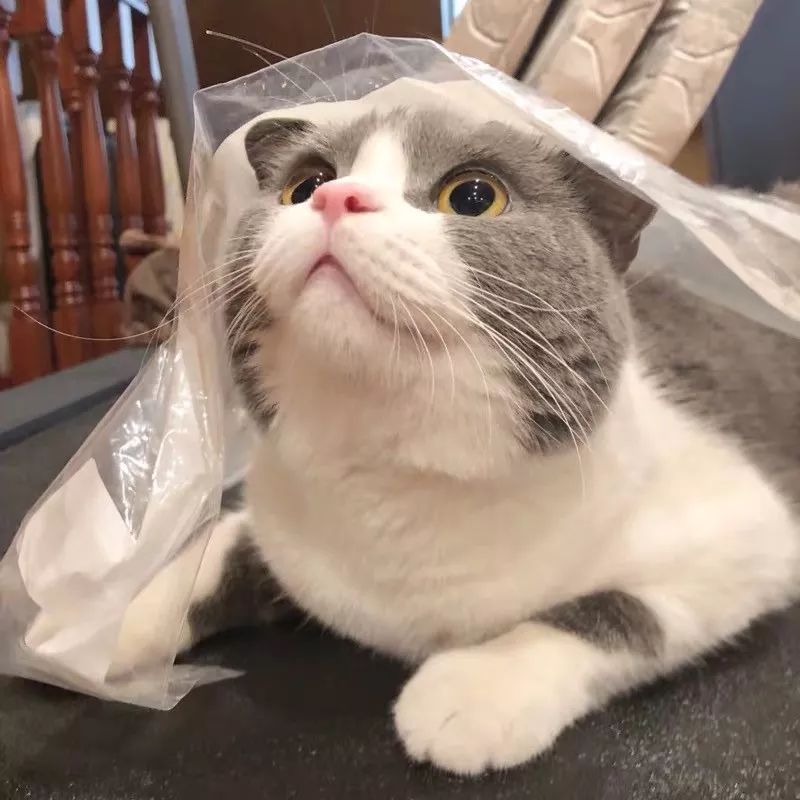 小猫皮肤溃烂被遗弃，新主人不顾病危通知，坚持治疗换来新生！