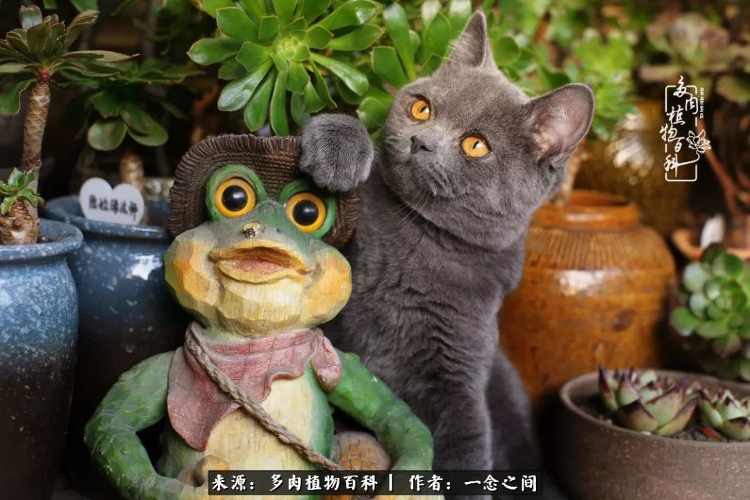 天敌Or天使：多肉与萌宠共处一室，究竟是谁的幸与不幸?