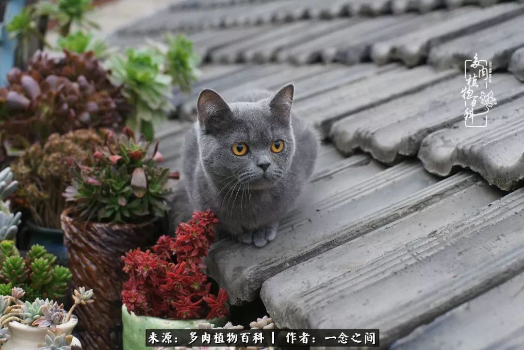 天敌Or天使：多肉与萌宠共处一室，究竟是谁的幸与不幸?