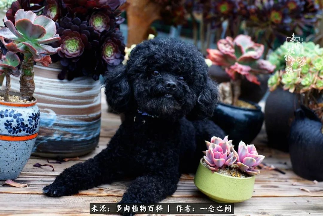 天敌Or天使：多肉与萌宠共处一室，究竟是谁的幸与不幸?