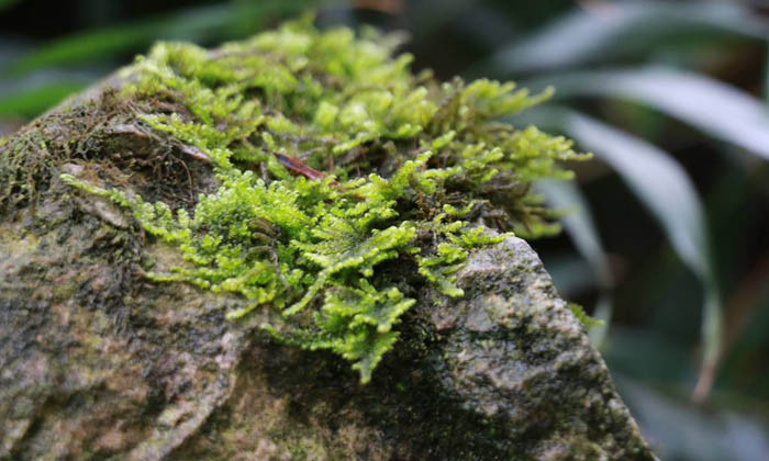 野外迷路怎么办,户外迷路了怎么办