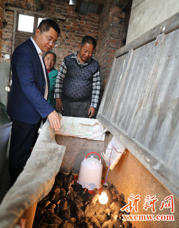 返乡创业养鸡致富带头人,海归小伙养鸡完整版