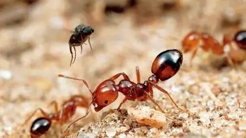 漳州有种小小的黑色虫子咬人很痒,福建漳州虫子