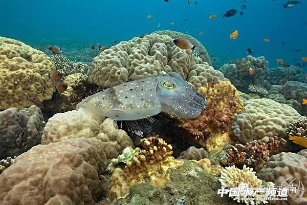 章鱼鱿鱼墨鱼乌贼区别,如何区分章鱼墨鱼鱿鱼