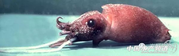 如何区分章鱼墨鱼鱿鱼,怎么区分章鱼乌贼墨鱼鱿鱼