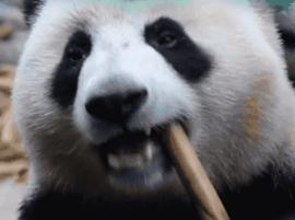 【荐读】熊猫:萌啥子哟,我是要雄起!