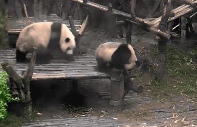 熊猫萌啦,熊猫萌