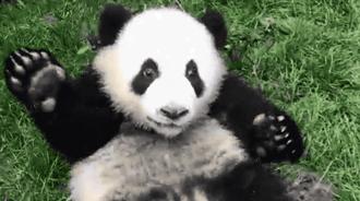 熊猫萌到什么程度,熊猫萌