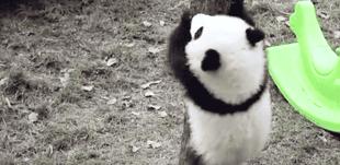 熊猫萌啦,熊猫萌