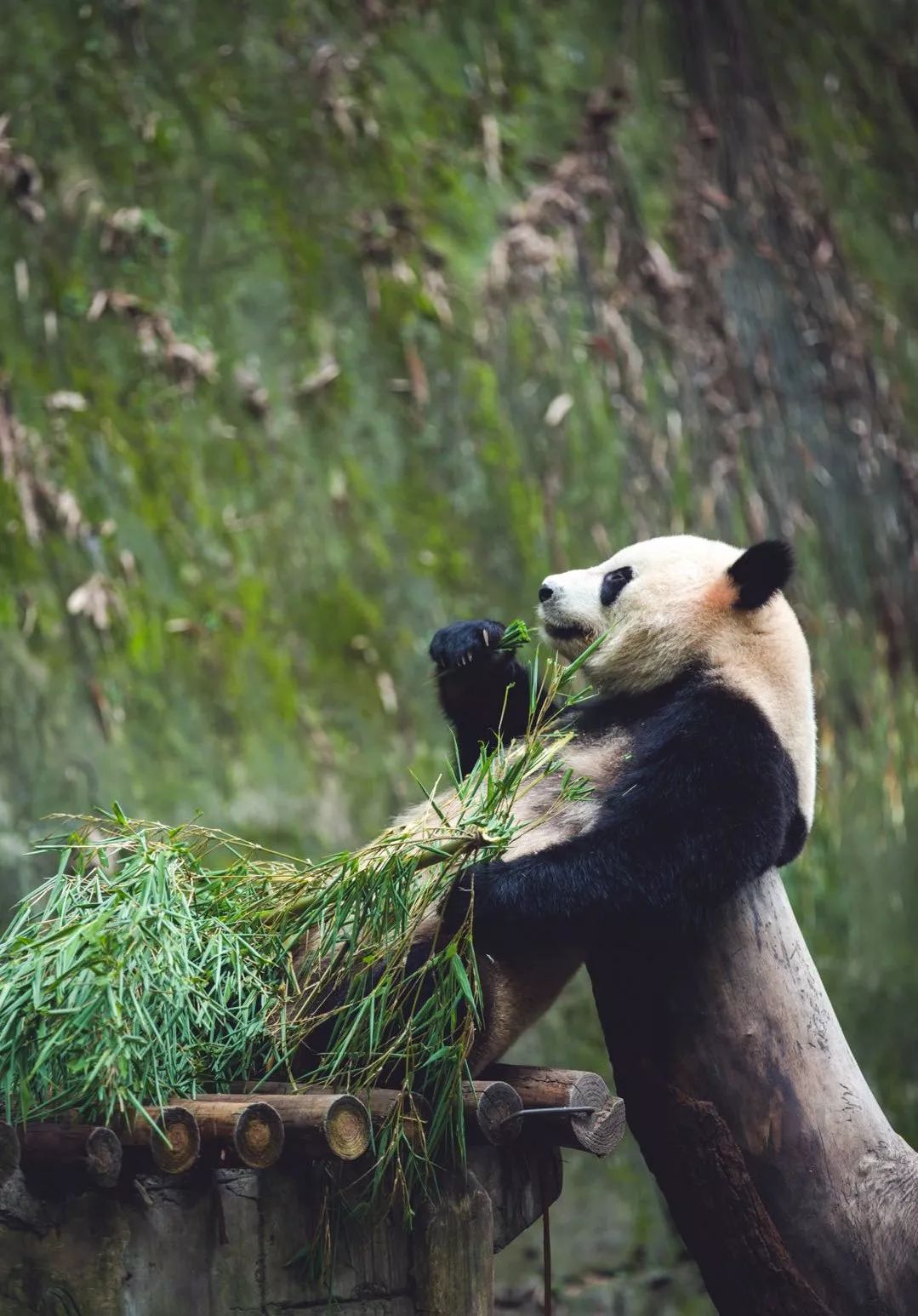 熊猫萌到什么程度,熊猫萌