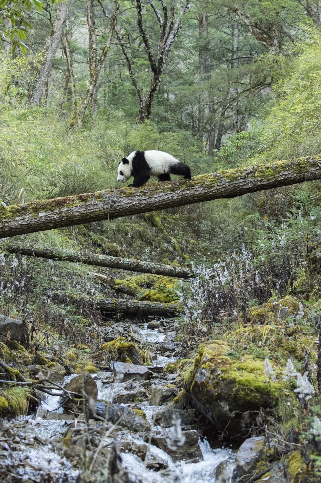 熊猫萌,熊猫萌啦