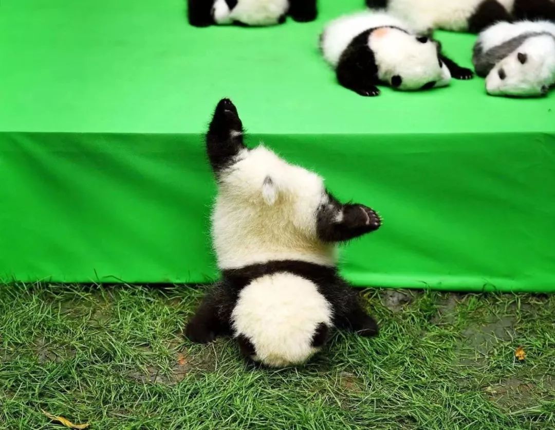 熊猫萌啦,熊猫萌