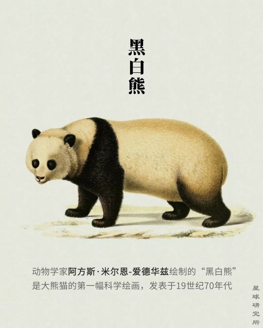 熊猫萌啦,熊猫萌