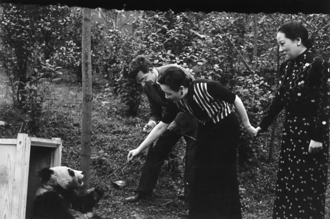 【荐读】熊猫:萌啥子哟,我是要雄起!