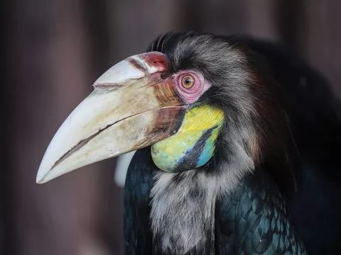 上海野生动物园游览攻略,上海野生动物园的旅游路线示意图