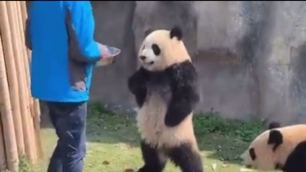 去处｜你真的知道怎么玩转上海野生动物园吗？最全指南在这里！