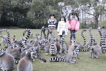 去处｜你真的知道怎么玩转上海野生动物园吗？最全指南在这里！