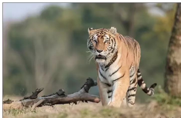 去处｜你真的知道怎么玩转上海野生动物园吗？最全指南在这里！