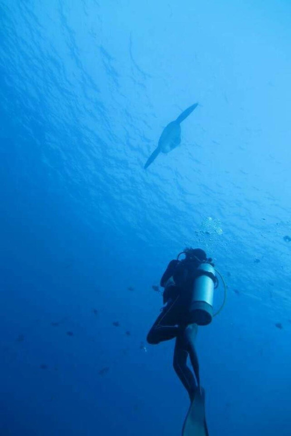 巴厘岛潜水之旅,巴厘岛潜水风景图