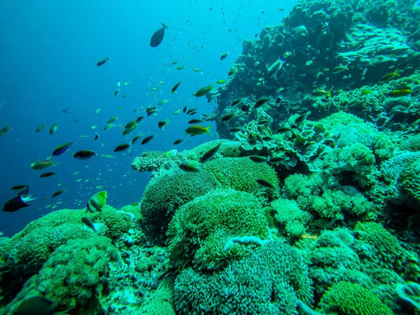 巴厘岛潜水之旅,巴厘岛潜水风景图