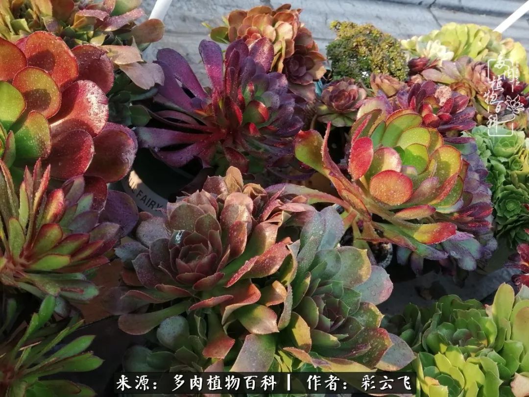 爱春天,爱阳光,爱法师!让我们一起跳法师坑吧!