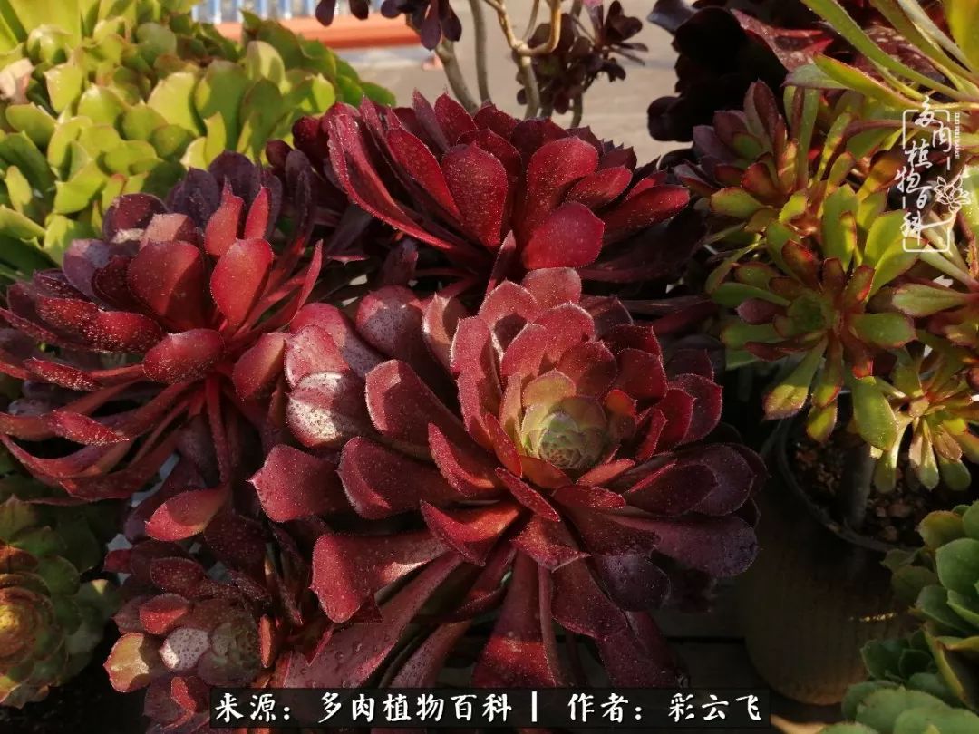 爱春天,爱阳光,爱法师!让我们一起跳法师坑吧!