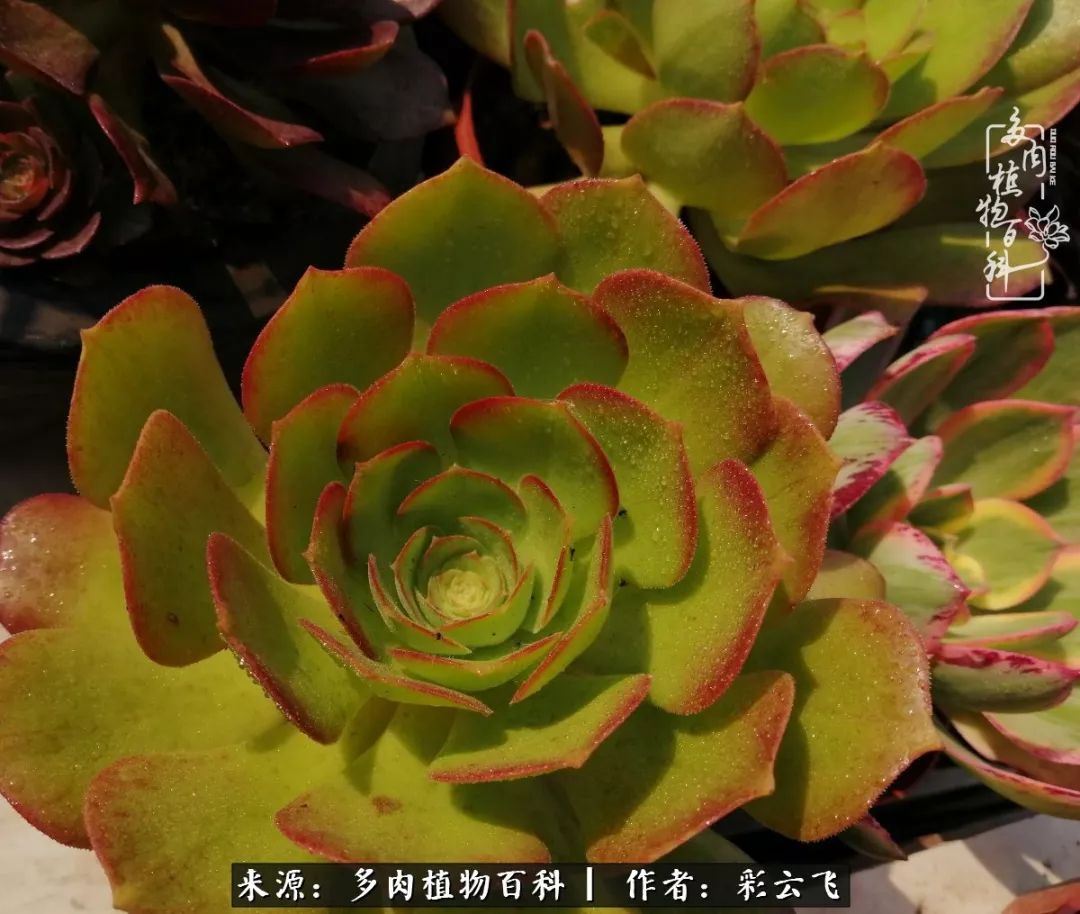 爱春天,爱阳光,爱法师!让我们一起跳法师坑吧!