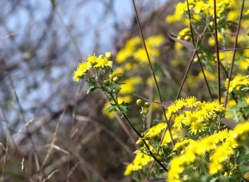 石家庄五一打卡景点推荐,石家庄周边必打卡旅游景点