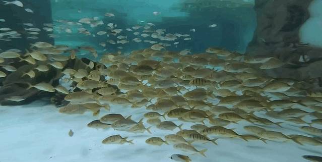 三亚旅游攻略三亚亲子游玩,暑假带孩子自驾三亚攻略