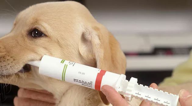 换季怎么预防狗狗得病,狗狗感冒有什么症状和治疗方法