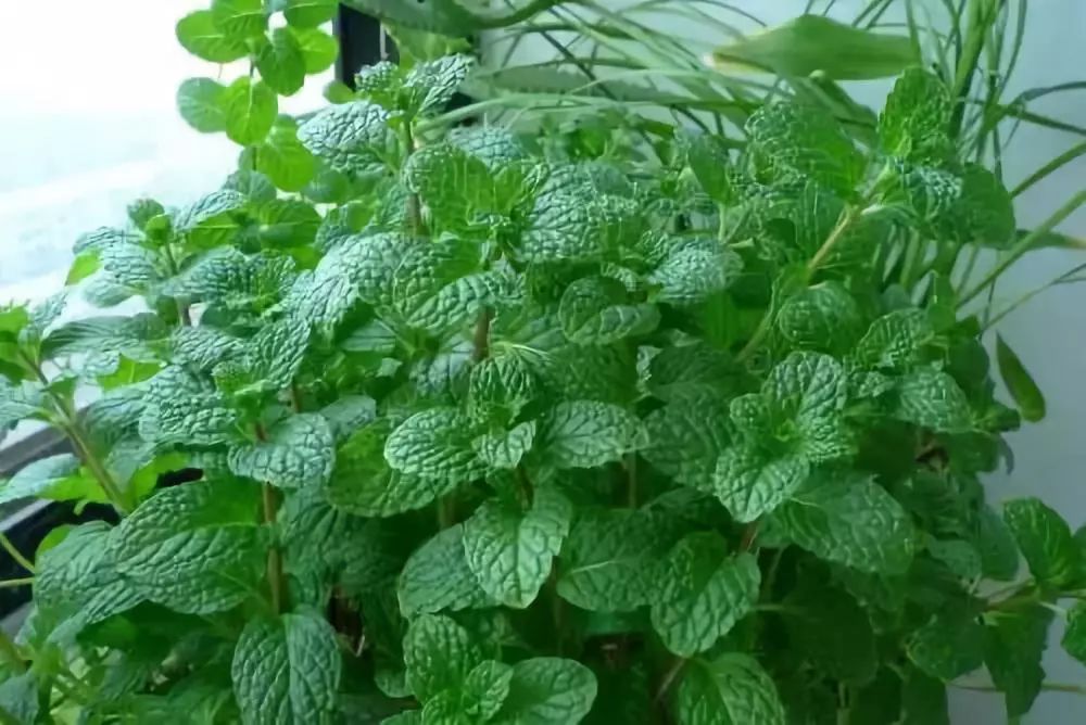 泰国防蚊子药膏,泰国蚊子叮的药膏