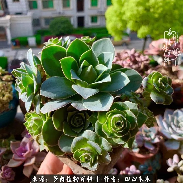 山地玫瑰爆侧芽要怎样养护,适合新手养的山地玫瑰