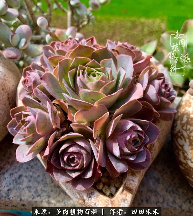 玫小青,7月份了山地玫瑰该怎么养