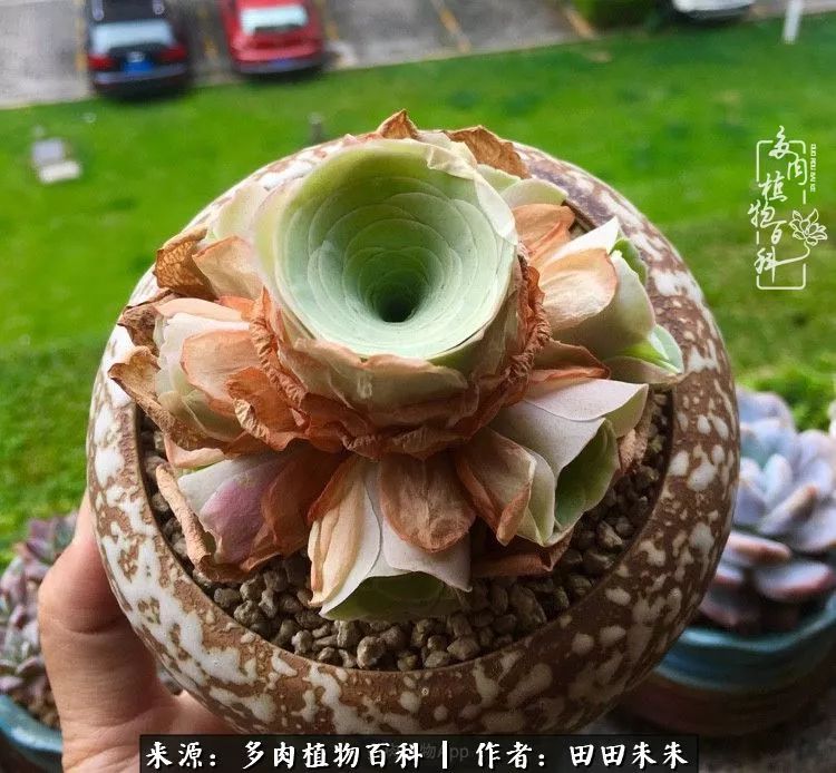 玫小青,7月份了山地玫瑰该怎么养