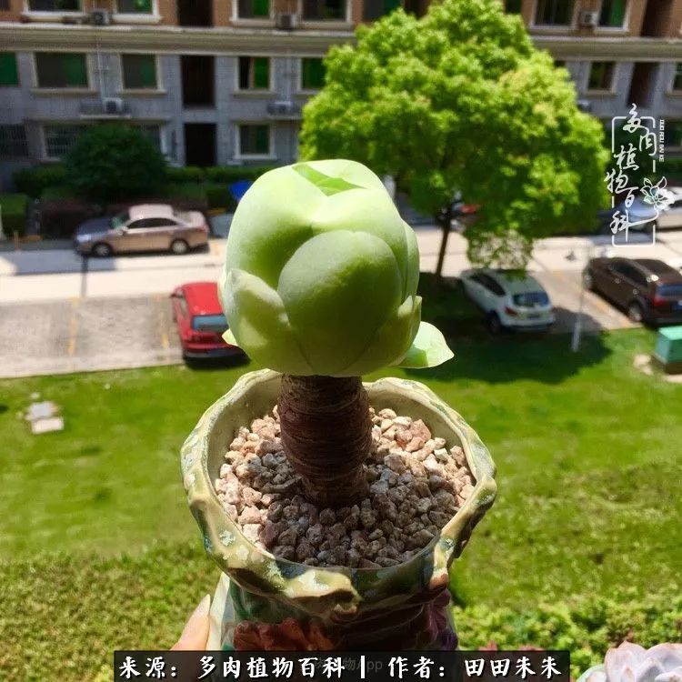 山地玫瑰爆侧芽要怎样养护,适合新手养的山地玫瑰