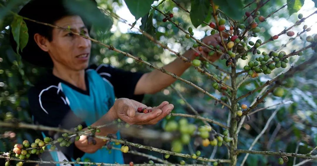 高成本，低价格正在扼杀秘鲁的有机咖啡产业