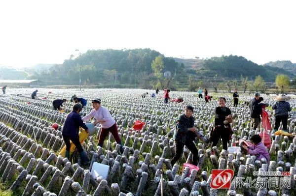 变输血为造血提升脱贫战斗力怀化市大力发展产业扶贫为脱贫攻坚注入源头活水