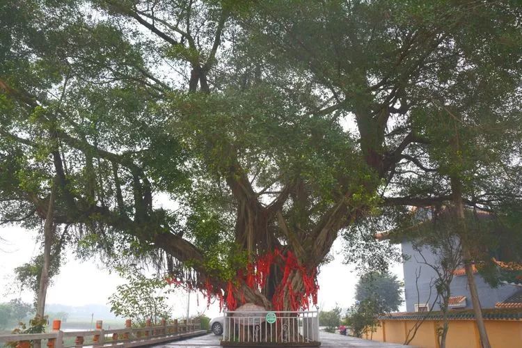 肇庆砚洲岛游记,肇庆自驾一日游砚洲岛