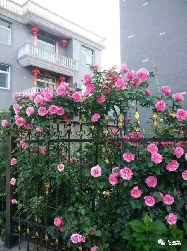 露台如何打造月季花墙,月季花墙图片大全欣赏
