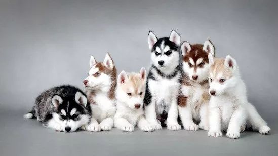 哈士奇的生活习性和饲养方法,哈士奇幼犬饲养注意事项有哪些