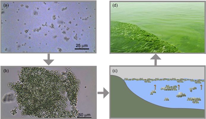 蓝藻水华示意图,蓝藻水华会影响鱼儿开口吗
