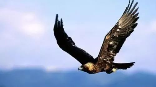 为官十条感悟,从政感悟一万句