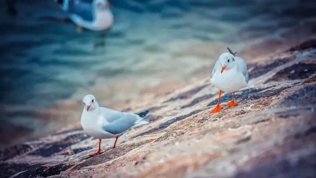 青岛逛吃好去处,青岛能一边吃一边逛的地方