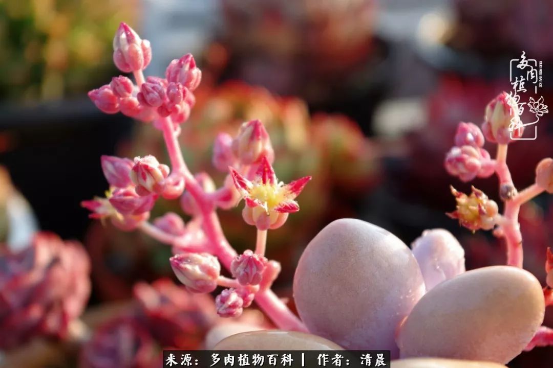 记录多肉开花的美好时光,清晨的多肉图片大全