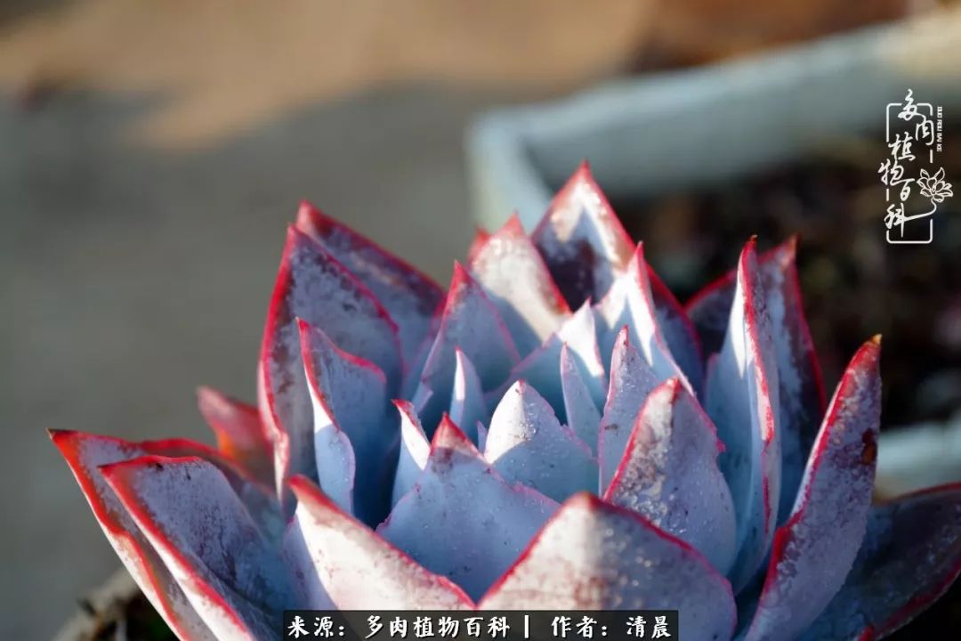 记录多肉开花的美好时光,清晨的多肉图片大全