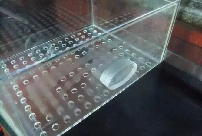 1.5米生态缸的用料及造景,1.2米的缸适合做什么缸