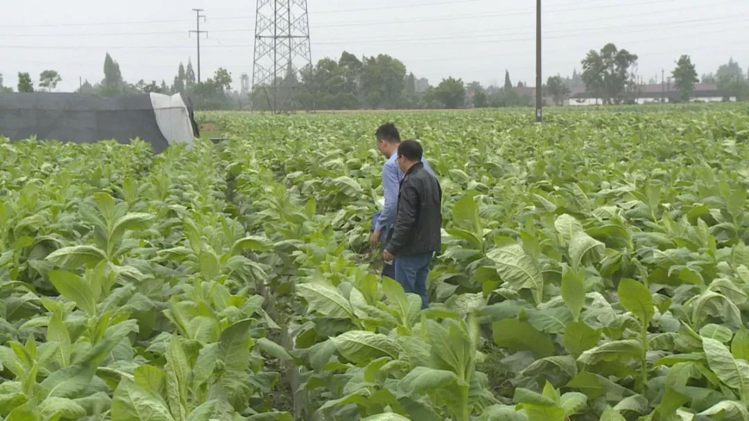 七星瓢虫防治什么病,瓢虫能够防治哪种虫害